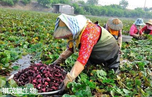 福州市十條措施力保供給 生豬禽類養(yǎng)殖與初加工扶持新政出臺