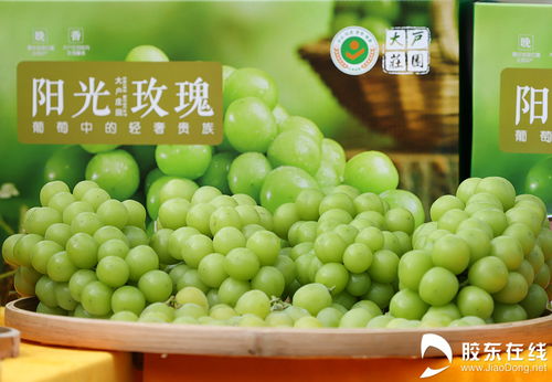 豐收節(jié)里看煙臺 特色農(nóng)產(chǎn)品展與初加工新貌