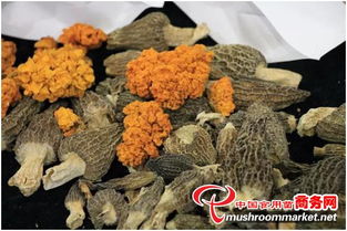 河北食用菌成2017中國·廊坊國際有機食品展新寵 初加工提升農產品附加值